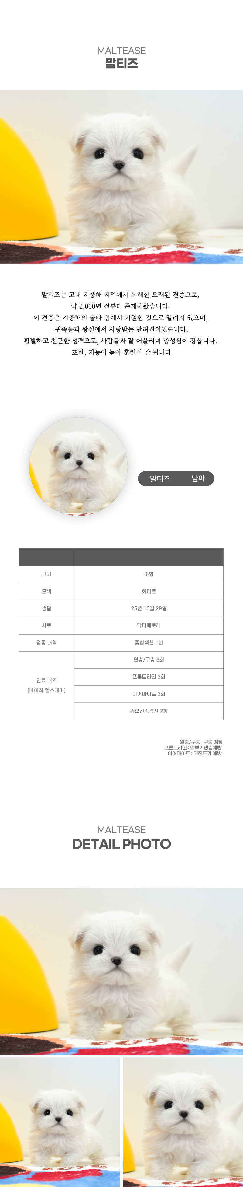 말티즈_상세이미지_2